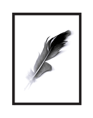 Fjäder Poster Fjäder Poster