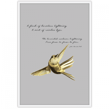 Golden Hummingbird Golden Hummingbird