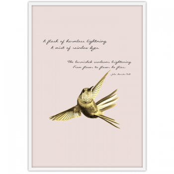 Golden Hummingbird Golden Hummingbird