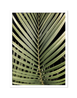 PALMLEAF
