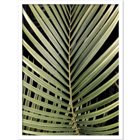 PALMLEAF