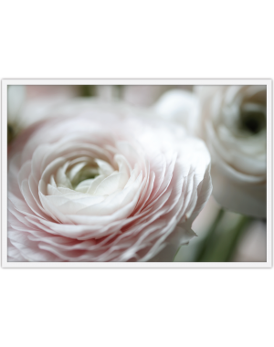 SOFT RANUNCULUS 