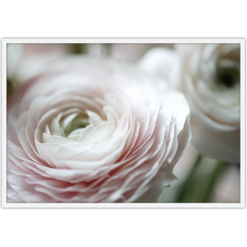 SOFT RANUNCULUS 