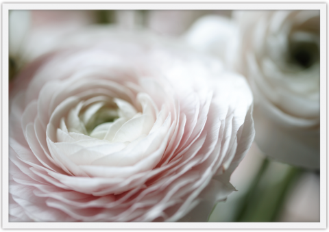 SOFT RANUNCULUS 