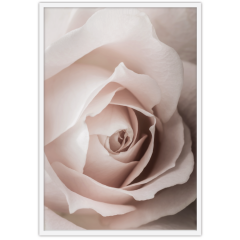 DREAMY ROSE