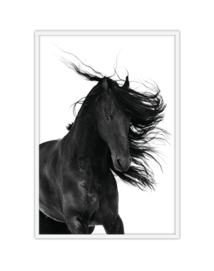 Stallion 