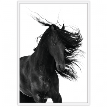 Stallion 