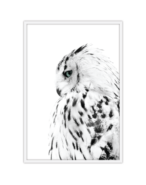 White Owl