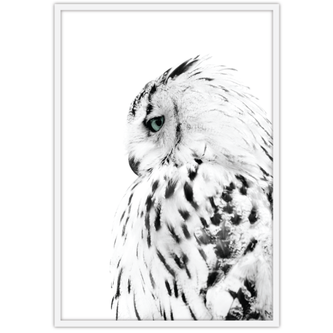 White Owl